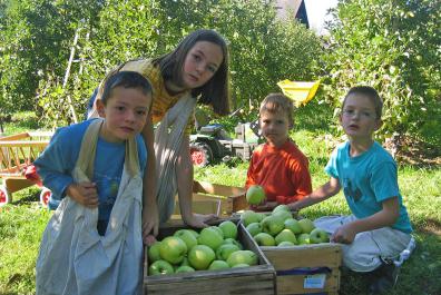 The kids are helping with the apple harvest