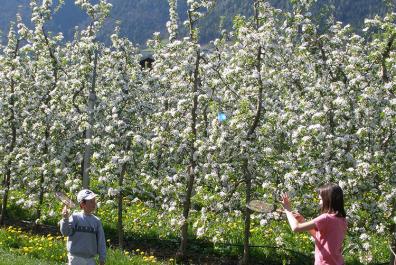 Playing badminton in the blooming orchards