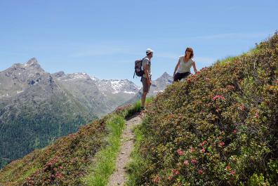Alpenrosen blühen auf dem Wanderweg zur Imestalm