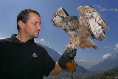 Flight demonstrations with birds of prey and owls
