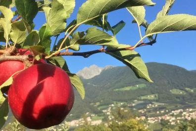 Apple orchards around the Rimmele-Hof